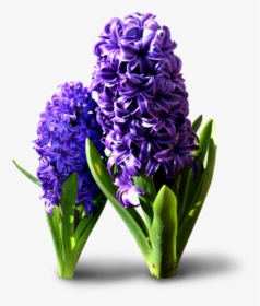 Hyacinth Flowers Png Transparent Background - Hyacinthus Orientalis Png, Png Download, Transparent PNG