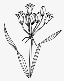 False Hyacinth - Simple Water Hyacinth Drawing, HD Png Download, Transparent PNG