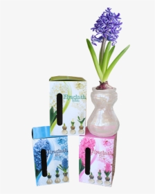 Grape Hyacinth, HD Png Download, Transparent PNG
