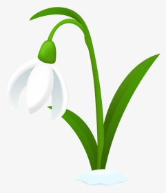 Hyacinth Clipart Snowdrop, HD Png Download, Transparent PNG