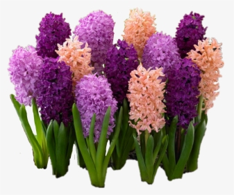 #hyacinth #flowers - Многолетние Цветы Для Дачи, HD Png Download, Transparent PNG