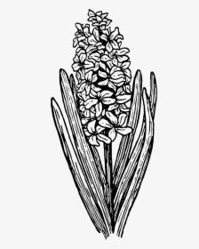 Santan Clipart Black And White, HD Png Download, Transparent PNG