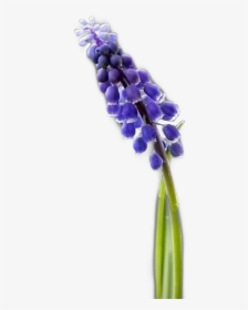 Hyacinth S Flower Freetoedit - Grape Hyacinth, HD Png Download, Transparent PNG