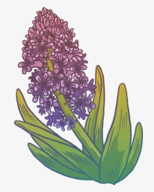 Hyacinth, HD Png Download, Transparent PNG