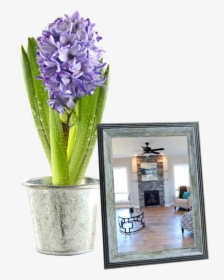 Pot Plant Table - Hyacinth, HD Png Download, Transparent PNG