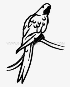 Parrot Clipart Hyacinth Macaw - Parakeet, HD Png Download, Transparent PNG