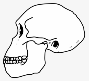 Habilis Skull - Homo Habilis Skull, HD Png Download, Transparent PNG