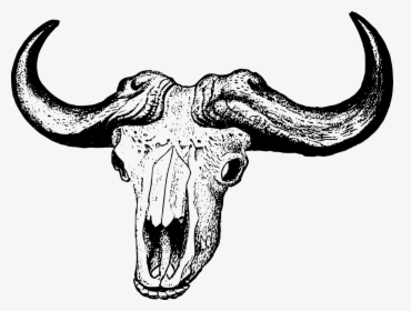 African Buffalo Skull Drawing, HD Png Download, Transparent PNG