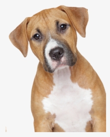 9 2 Dog Png 5 Clipart Image - Png Format Dog Png, Transparent Png, Transparent PNG