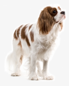 Dog Png Animal - Lovely Dog Png, Transparent Png, Transparent PNG