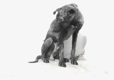 Abandoned Dog Png - Longdog, Transparent Png, Transparent PNG
