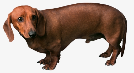 Dog Png - Fearful Dog, Transparent Png, Transparent PNG