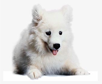 Japanese Spitz Png, Transparent Png, Transparent PNG