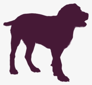 Entlebucher Mountain Dog Png Transparent Images - Labrador Retriever, Png Download, Transparent PNG