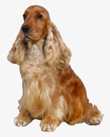 Dog Png - English Cocker Spaniel Png, Transparent Png, Transparent PNG