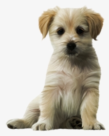 Dog Cat Puppy Kitten Felidae - Cute Dogs Png, Transparent Png, Transparent PNG