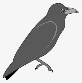 Raven Png - Outline Image Of Crow, Transparent Png, Transparent PNG