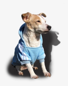 Doggy, Dog, Jack Russell, Terrier, Pet, Cute, Sweet - Jack Russell Terrier, HD Png Download, Transparent PNG
