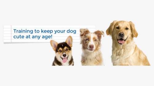 Keep It Cute Dog Training Alexandria, Arlington, Mclean, - Companion Dog, HD Png Download, Transparent PNG
