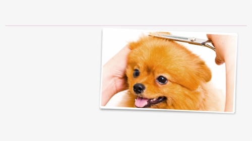 Cute Dog Gets Hair Trimmed - Pomeranian, HD Png Download, Transparent PNG