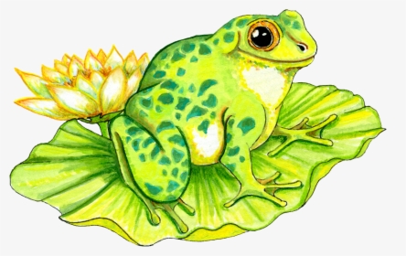 Frog On Lily Pad Drawing, HD Png Download, Transparent PNG