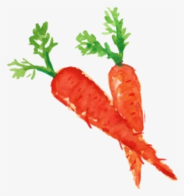 Carrots Png Healthy Food, Transparent Png, Transparent PNG