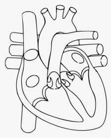 Heart Line Drawing Clip Art - Heart Diagram Not Labelled, HD Png Download, Transparent PNG