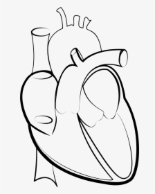 Black & White Line Drawing Of Two Love Heart Shapes - Outline Images Of Human Heart, HD Png Download, Transparent PNG