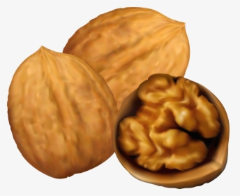 Collection Of 14 Free Nut Clipart Art Bill Clipart - Walnuts Clipart, HD Png Download, Transparent PNG
