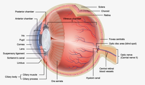 Transparent Eye Veins Png - Layers Of Eye Anatomy, Png Download, Transparent PNG