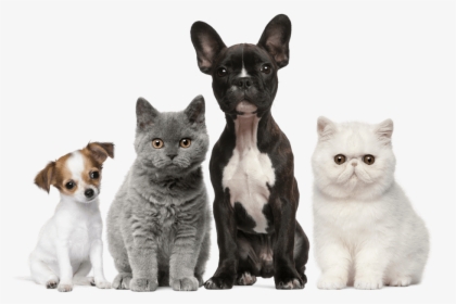 Dog Cat Puppy Kitten Pet - Cats Dogs, HD Png Download, Transparent PNG