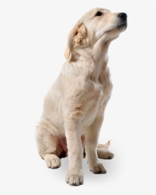 White Dog Png - Png Dog Full Hd, Transparent Png, Transparent PNG