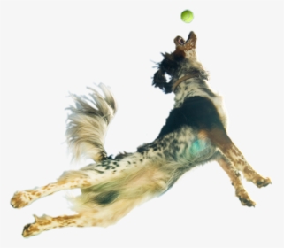 Leaping Dog Transparent Background, HD Png Download, Transparent PNG