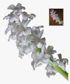 3d White Flowers - White Stock Flower Png, Transparent Png, Transparent PNG