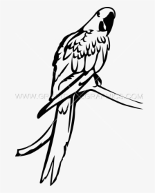Macaw Clipart Hyacinth Macaw, HD Png Download, Transparent PNG