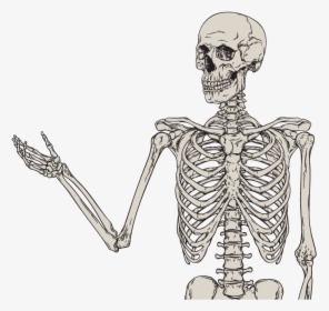 Bone Trivia - Bone Orthopedic, HD Png Download, Transparent PNG