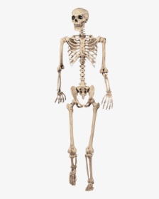 Full Skeleton Model - Grade 5 Skeletal System, HD Png Download, Transparent PNG