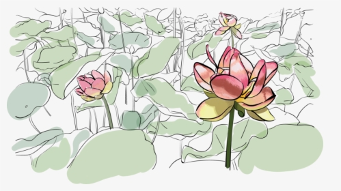 Lilies, HD Png Download, Transparent PNG
