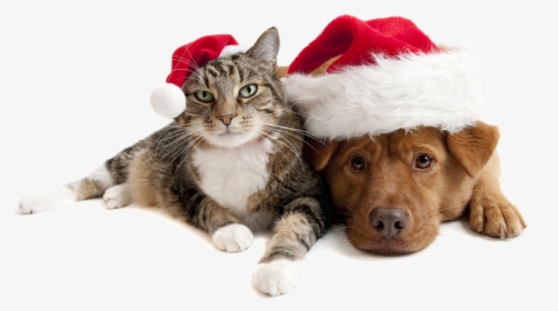 Christmas Cats And Dogs Png Download - Christmas Cat And Dog, Transparent Png, Transparent PNG