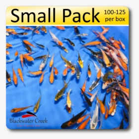Small Black And Orange Fish, HD Png Download, Transparent PNG