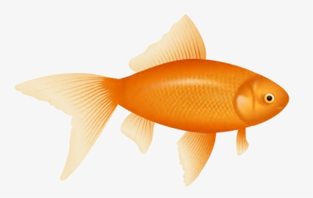 Small Fish Png - Goldfish Clipart, Transparent Png, Transparent PNG