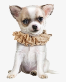 Chihuahua Dog Png, Transparent Png, Transparent PNG