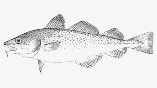 Realistic Cod Fish Drawing, HD Png Download, Transparent PNG