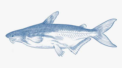Coregonus Lavaretus, HD Png Download, Transparent PNG