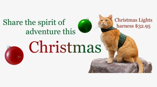 Christmas Cat Png, Transparent Png, Transparent PNG