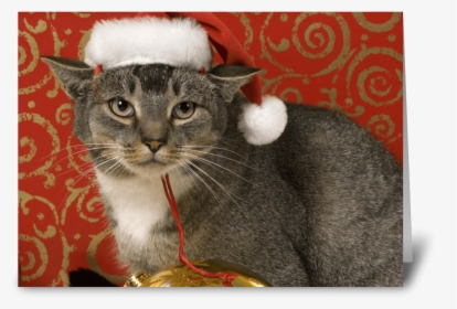Merry Christmas Greeting Card - Grey Tabby Merry Christmas, HD Png Download, Transparent PNG