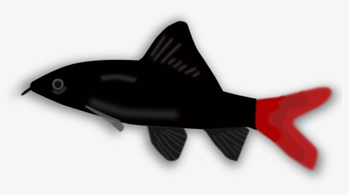 Aquarium Fish - Small Black And Red Fish, HD Png Download, Transparent PNG