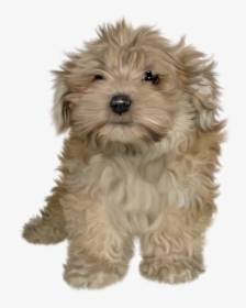 Transparent Background Puppy Png, Png Download, Transparent PNG