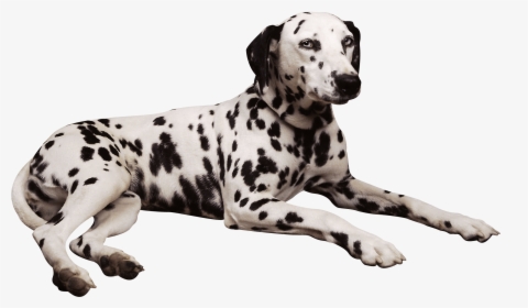 Puppy Png Dalmatian, Transparent Png, Transparent PNG