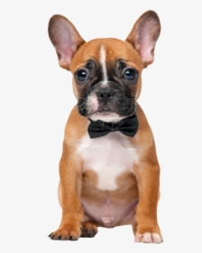 French Bulldog Boxer Puppy, HD Png Download, Transparent PNG
